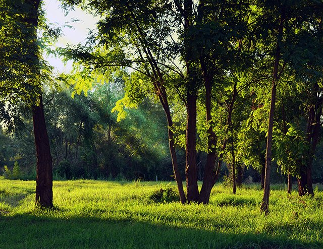 Sendero entre árboles en un bosque tranquilo