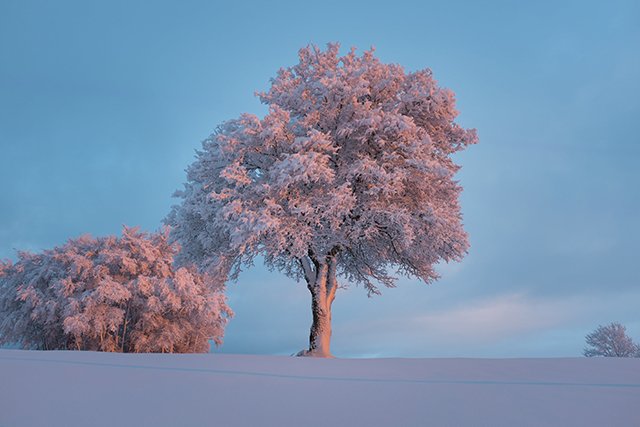Bosque en calma, imagen de portada de los vídeos